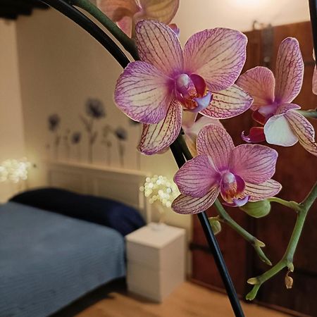 Il Giardino Segreto Apartment Лука Екстериор снимка