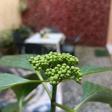 Il Giardino Segreto Apartment Лука Екстериор снимка